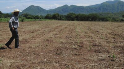 Productor agrícola en campo afectado por la sequía en México