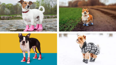 Zapatos Para Perros La Nueva Tendencia En Moda Canina