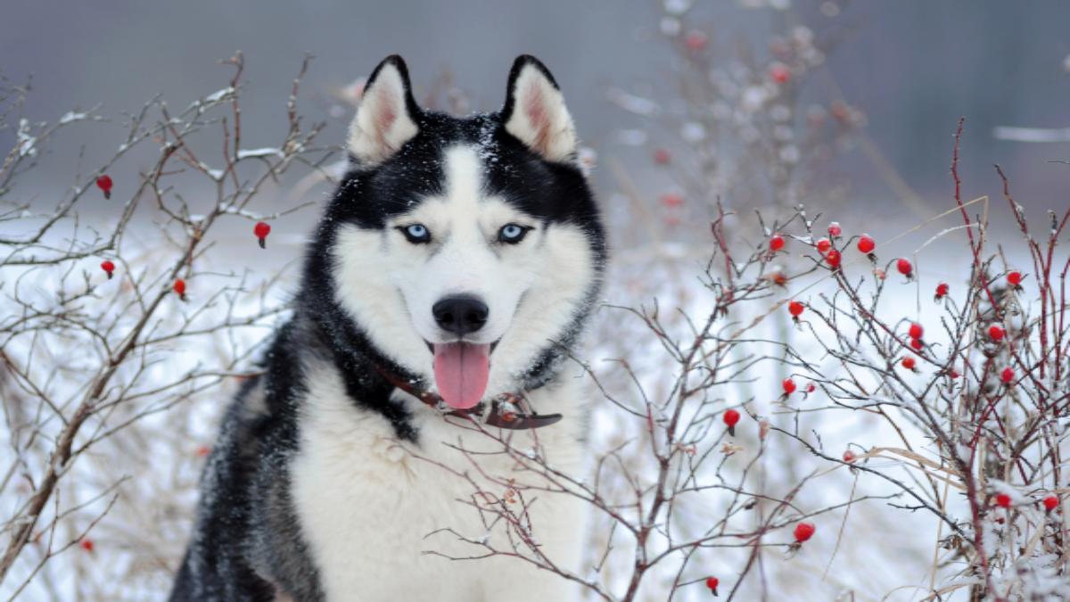 Zoológico hace pasar perro husky por lobo