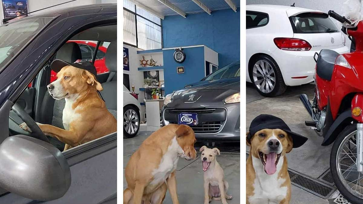 Agencia de autos promociona sus coches con perritos rescatados, en Argentina