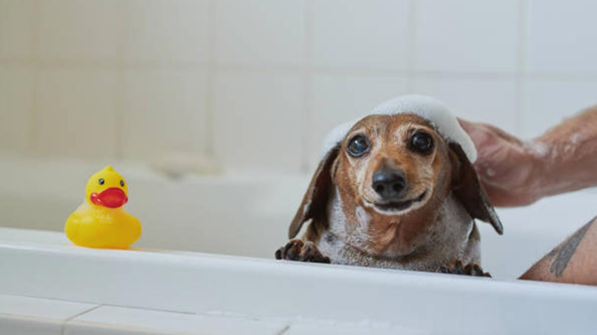 Baña Y Cuida El Pelo De Tu Perro