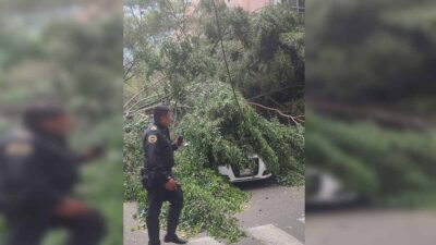 Un árbol cayó en calles de Polanco, en CDMX.