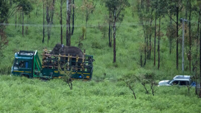 Capturan a elefante que mató a 6 personas en la India
