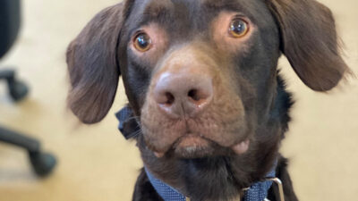 Coco, el primer perro alcohólico que ha sido tratado por adicción
