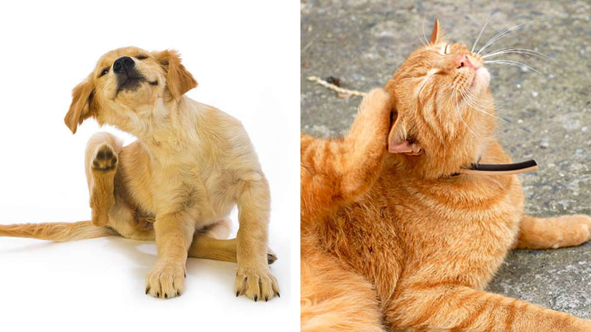 Cómo proteger a tu perro y gato de pulgas y garrapatas en primavera