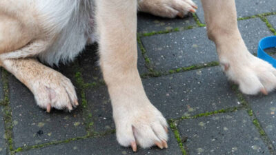 Consejos para evitar que tu perro se queme las patas en época de calor