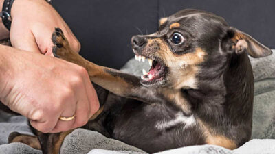 Cosas que hacen enojar a tu perro y que no sabías