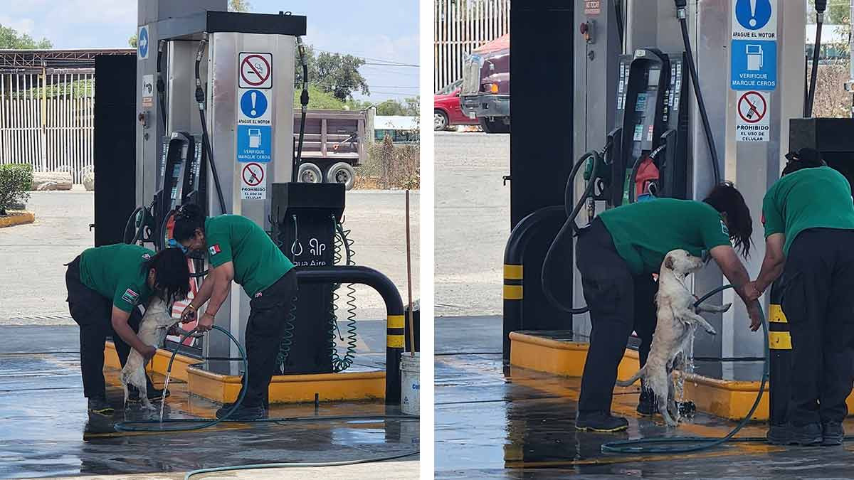 Empleadas de una gasolinera bañan a perrito callejero; conmueven en redes