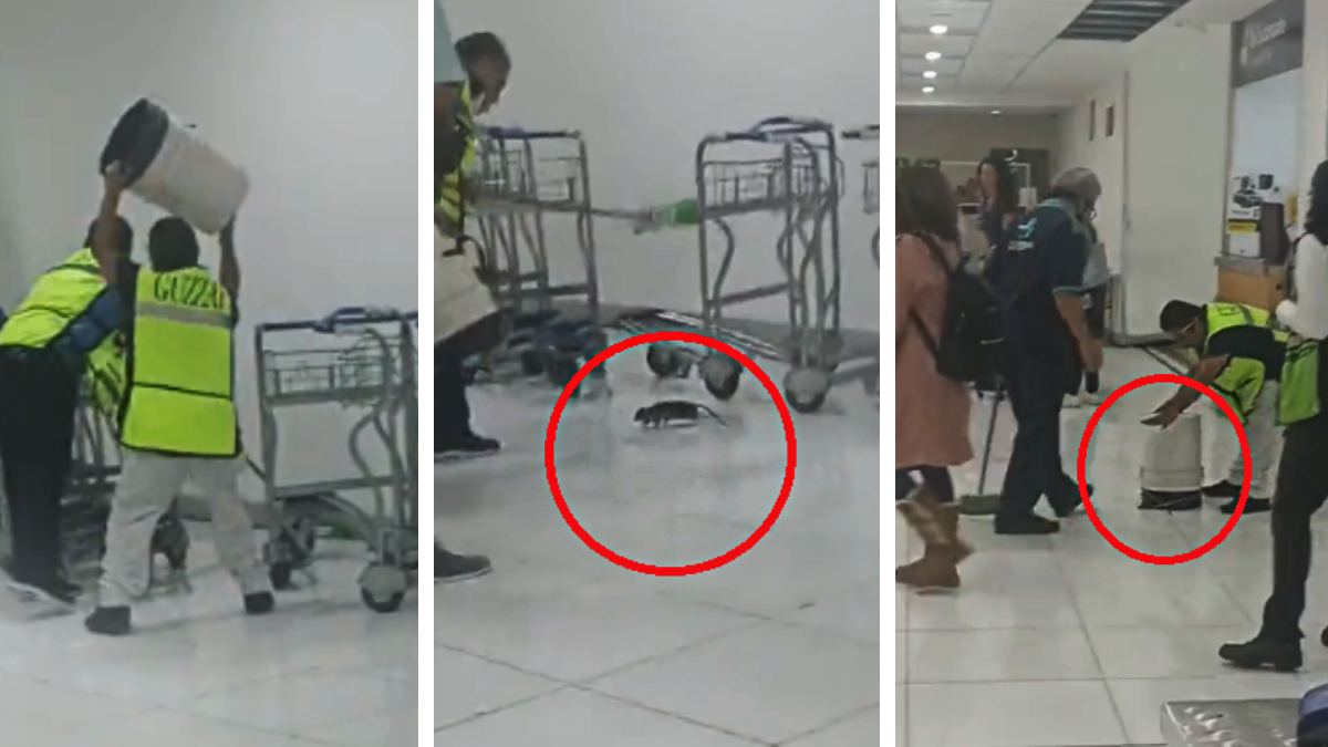 En AICM: rata causa pánico de viajeros en pasillos