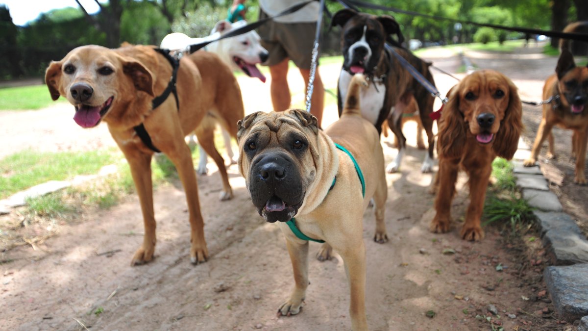 En Hermosillo, multa de hasta 5 mil pesos por pasear a perros sin correa