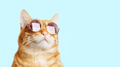 gato sin párpados gafas