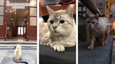 Gato vive en Palacio Nacional y se vuelve el anfitrión favorito de los reporteros