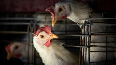 ¿Cómo se transmite la gripe aviar de aves a humanos?
