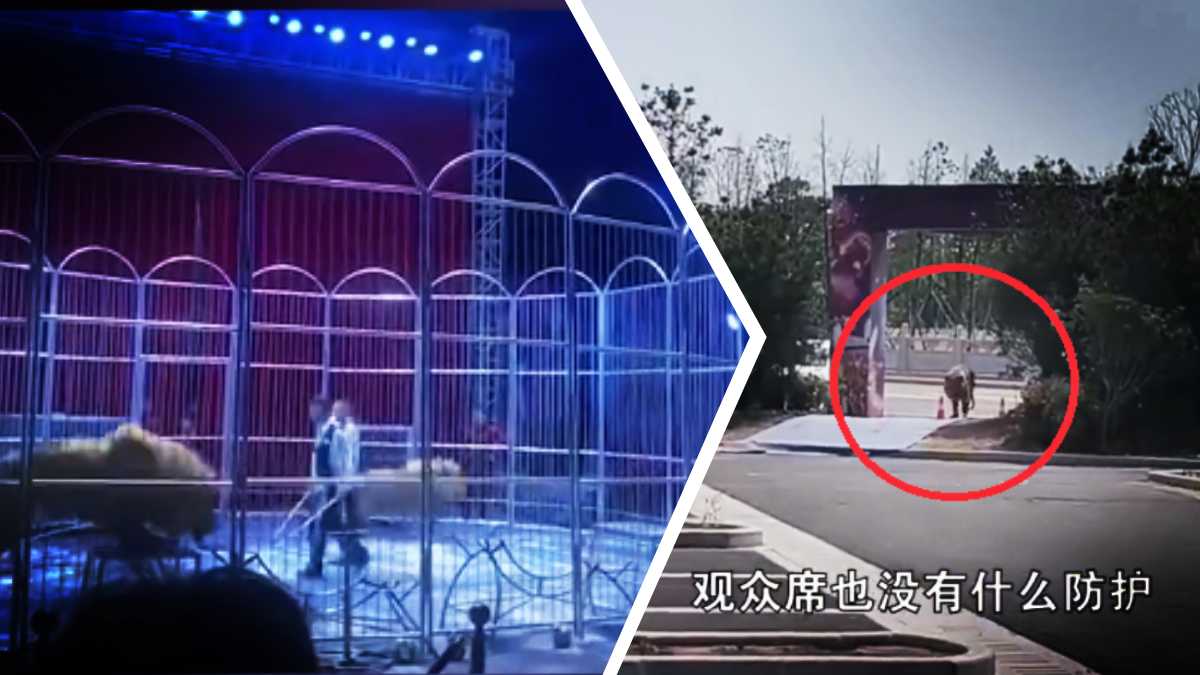 leones escapan de jaula en circo de china video