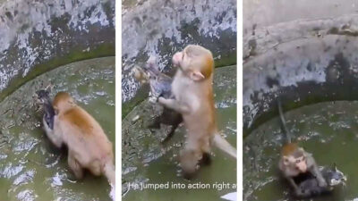 Mono intenta rescatar a un gato que cae a un pozo y el conmovedor momento se hace viral