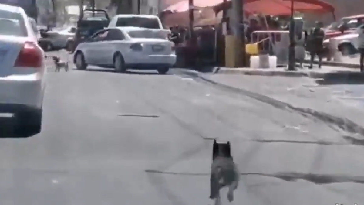 Mujer abandona a dos perros en calle de Guadalajara; conductores la enfrentan