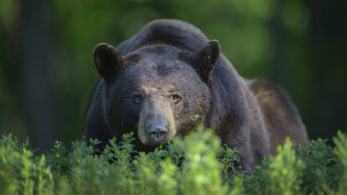 Oso sorprende a hombre en Carolina del Norte