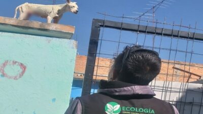 Multas por tener perros en azoteas en San Luis Potosí