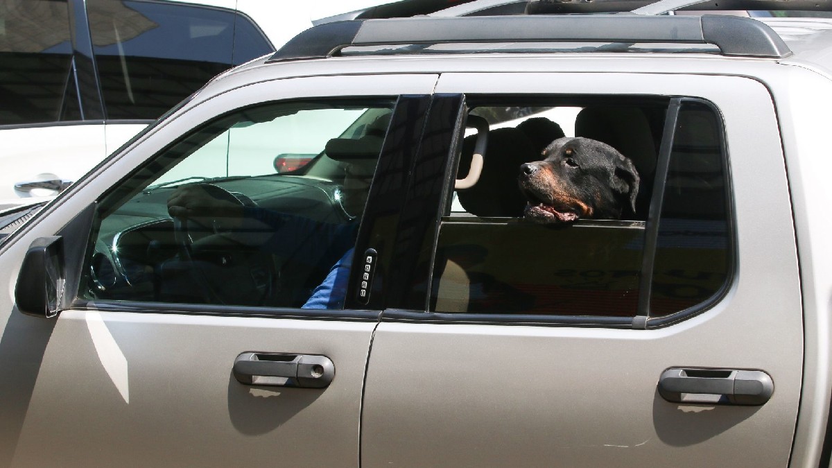 ¿Cuál es el costo de la multa en CDMX por llevar a tu perro en el carro?