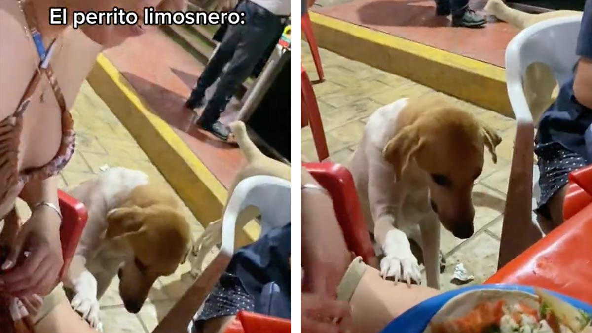 Perro limosnero: tierno lomito se hace viral en TikTok