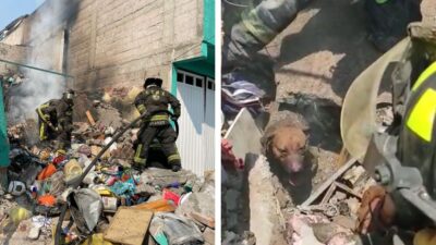 Perros rescatados tras explosion