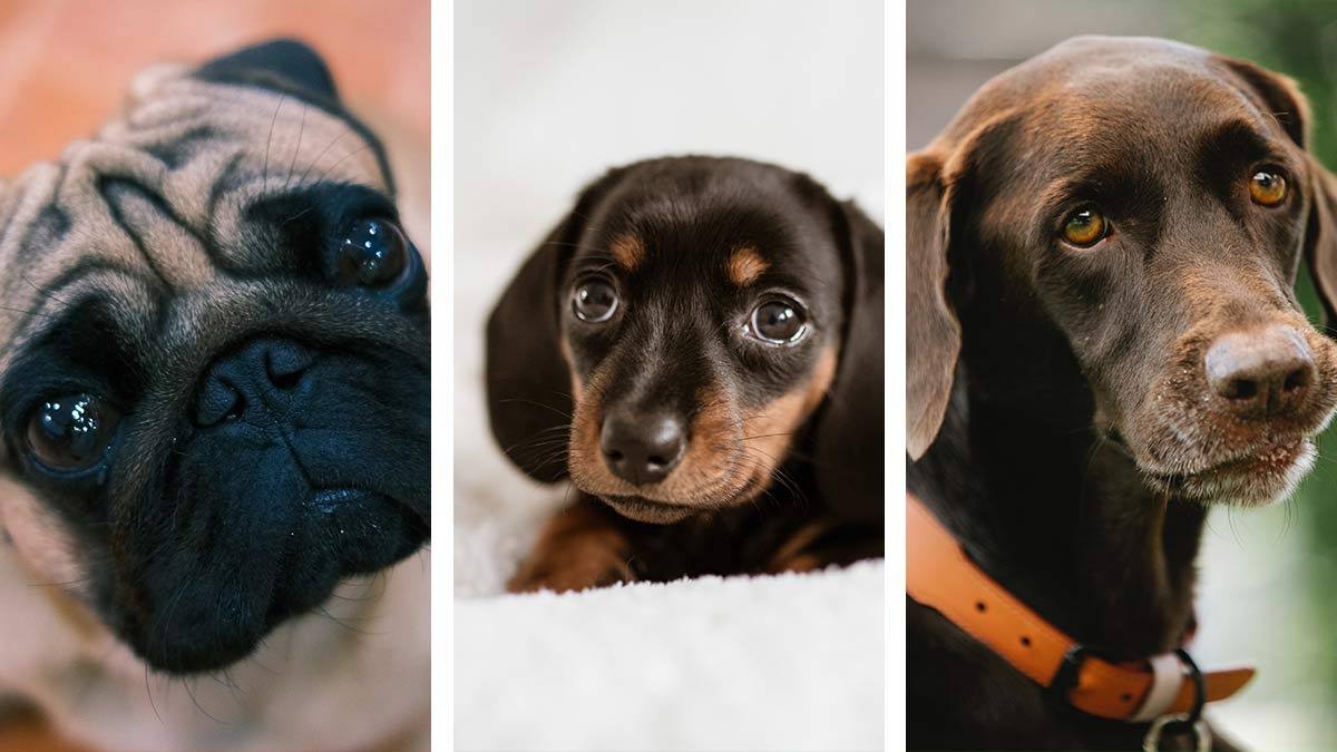 Por qué la mirada de los perros es irresistible