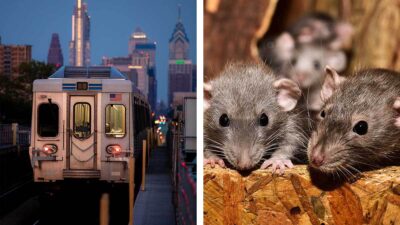 Nueva York bajo amenaza por plaga de ratas gigantes