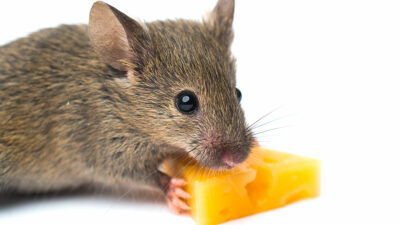comida favorita de los ratones