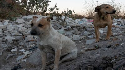 rescatan-a-mas-de-30-perros-en-morelia-michoacan