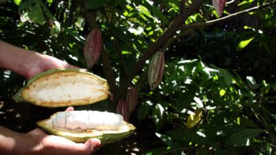 ruta del cacao en Tabasco camino hacia el chocolate
