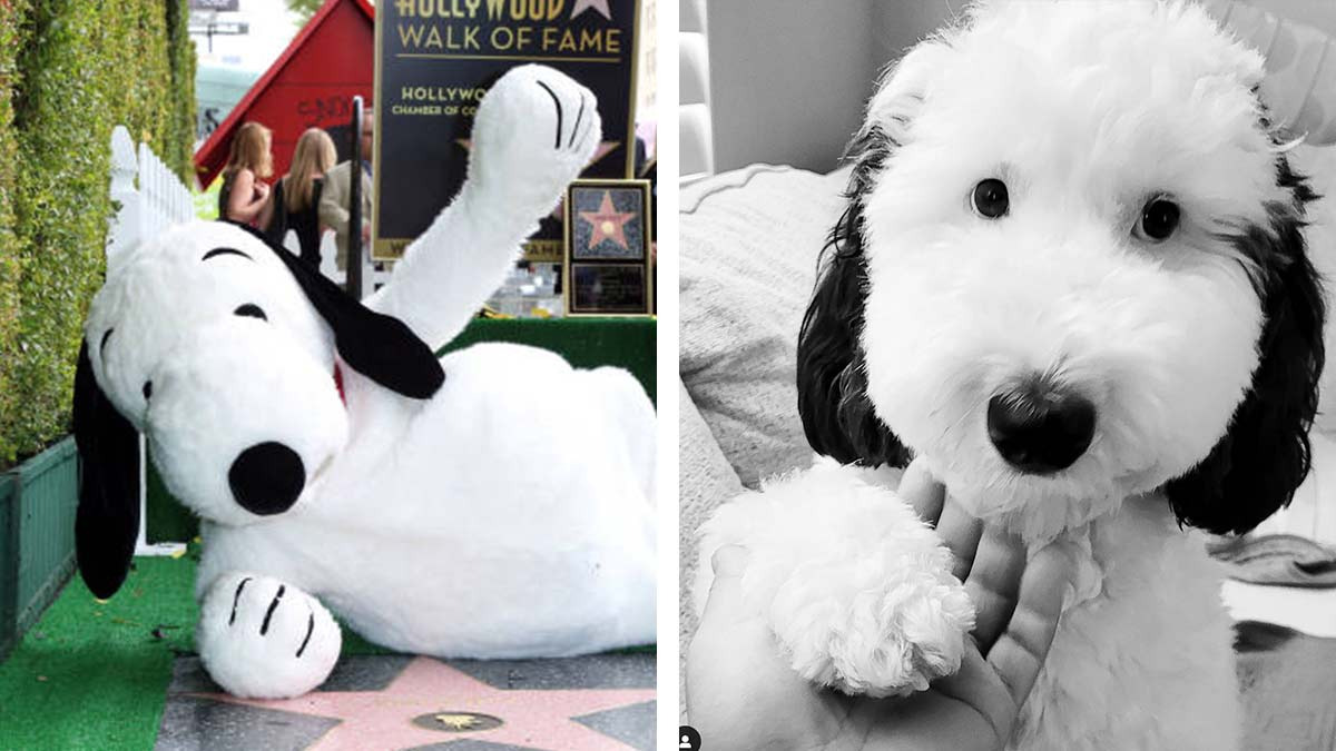 Snoopy de la vida real, Bayley es el perrito idéntico al personaje animado