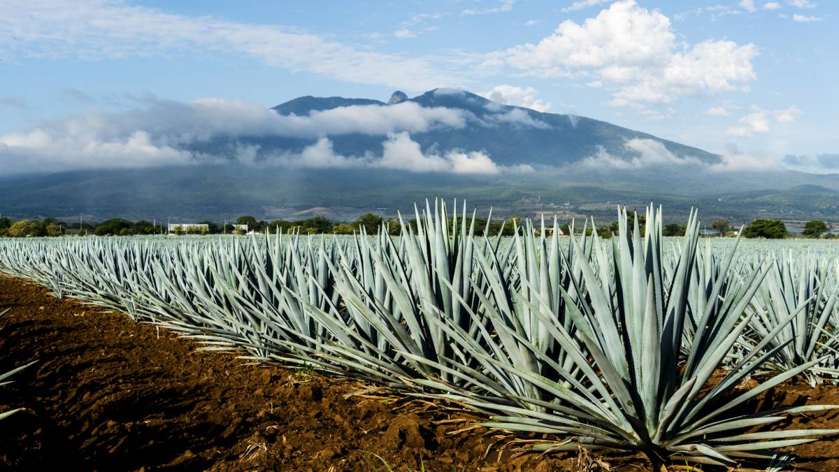 Tequila, en Jalisco cuenta con los mejores paisajes de agaves