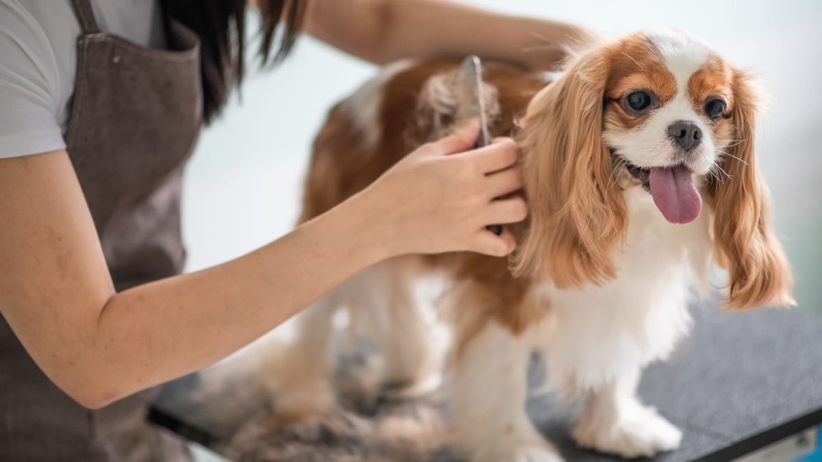 I work in Canada for just over 60,000 pesos as a dog groomer