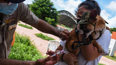 ¿Dónde se aplica gratis la vacuna contra la rabia para perros en México?
