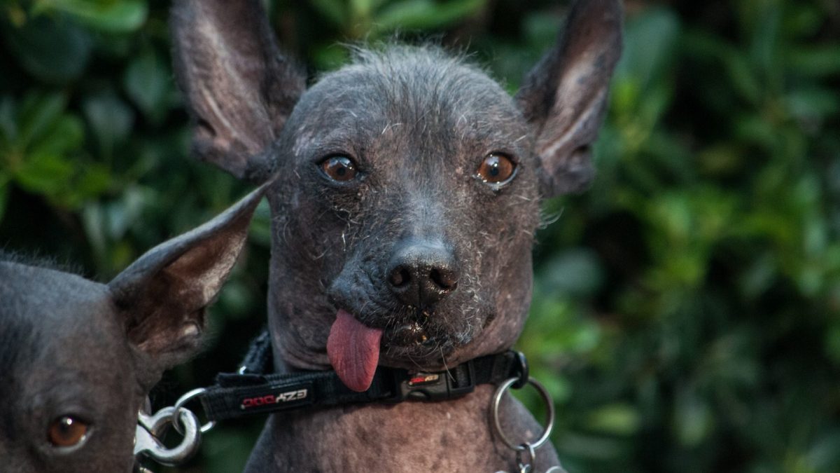 Perro Xoloitzcuintle con la lengua de fuera