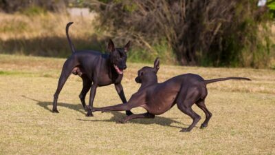 Perros de la raza xoloitzcuintle jugando en campo abierto