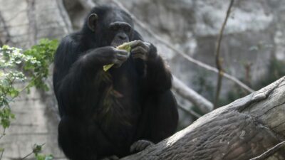 Chimpance comiendo una rama en un zoológico
