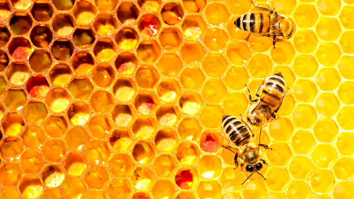 Tipos de miel