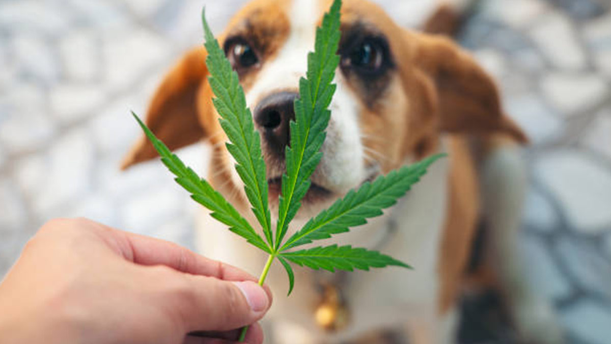 Alertan por el incremento de mascotas que consumen marihuana: Veterinarios de Nueva York