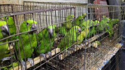 SSC rescata aves, monos y perros en vivienda de Iztapalapa