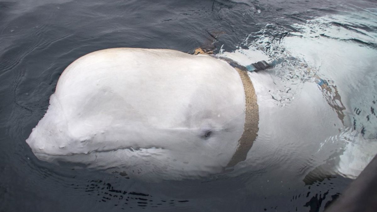 Hvaldimir, quién es la ballena beluga señalada de ser una "espía rusa" y vista en aguas suecas