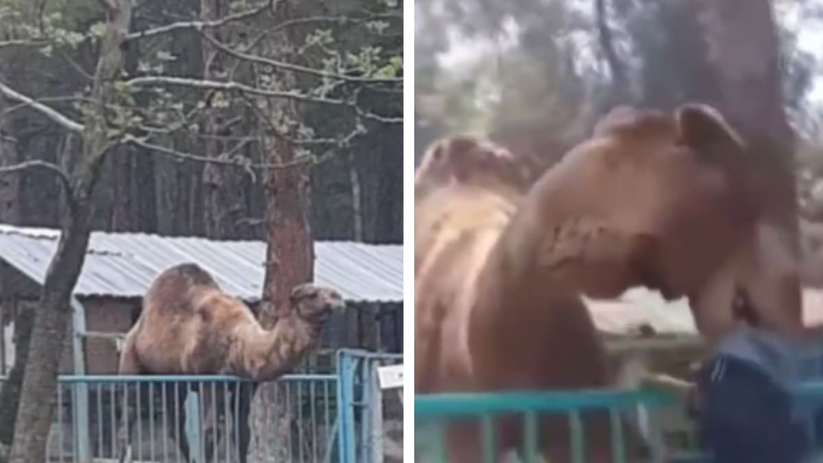 Camello Muerde La Cabeza De Nino Y Lo Levanta En Zoologico De Turquia
