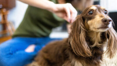 Cómo detectar pulgas en tu mascota y las formas de eliminarlas de manera segura