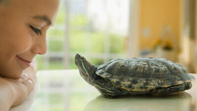 Qué cuidados debe tener una tortuga en casa