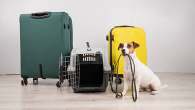 Embargo de mascotas: ¿Se pueden llevar a tu perro o gato?