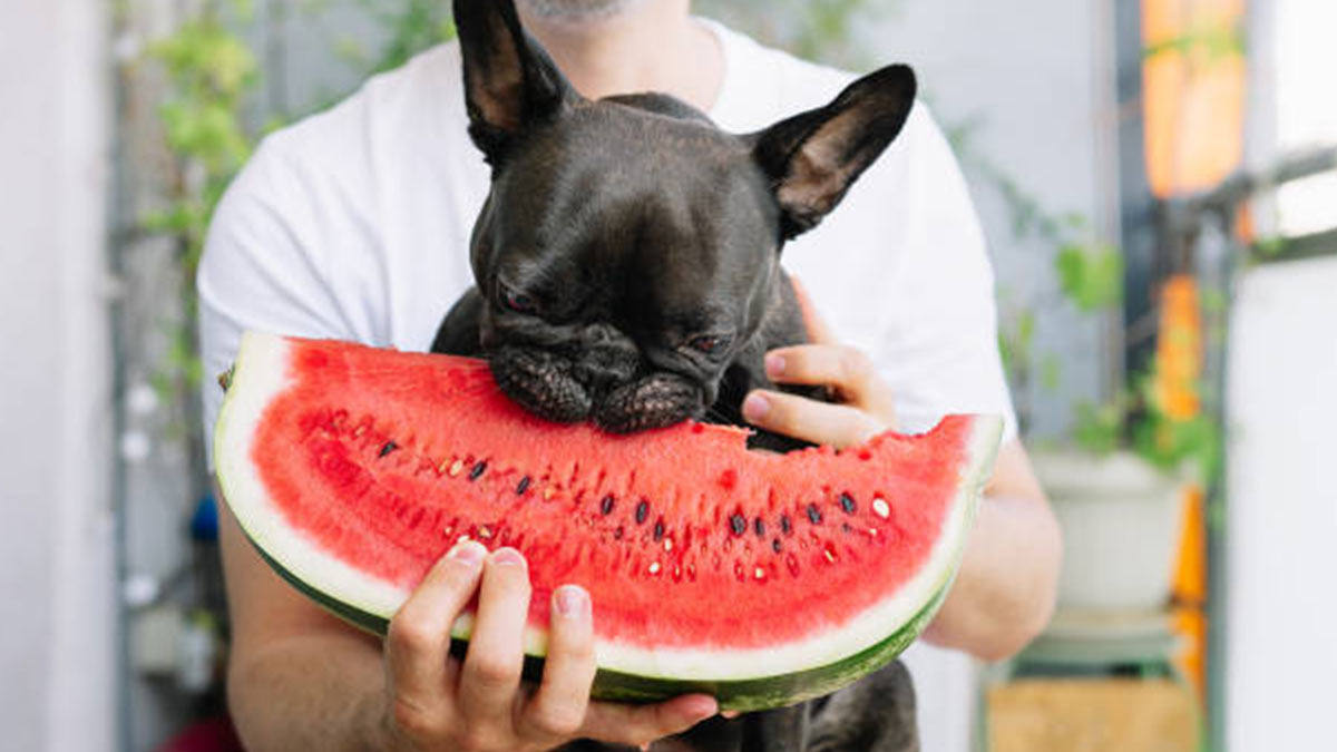 Qué frutas no pueden comer los perros y cuáles sí