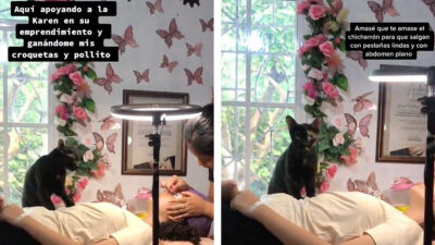 Gato da masajes a clientas de su dueña mientras les aplica pestañas; ¡Es todo un emprendedor!