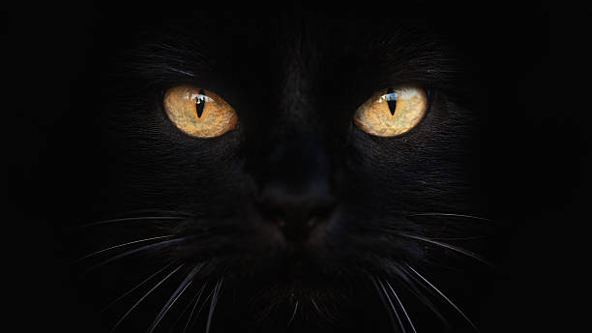 ¿Cuáles son los poderes ocultos y espirituales que se le atribuyen a los gatos?