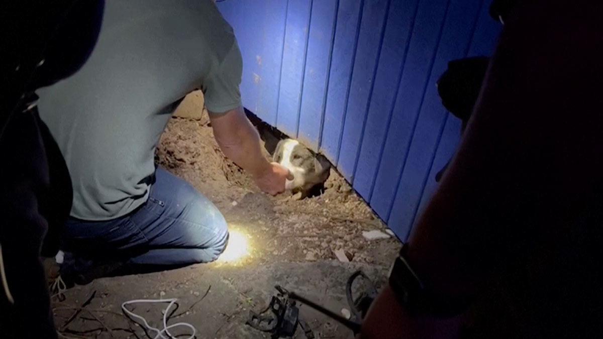 Perro atrapado tras un tornado en Texas es rescatado por un grupo de periodistas