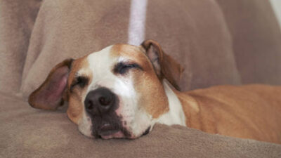 Los perritos sueñan con sus humanos según un estudio de Harvard